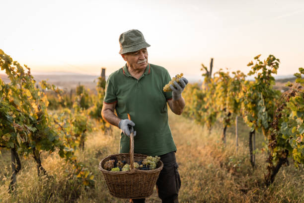 istock Farmer harvesting grape in vineyard 1177299774