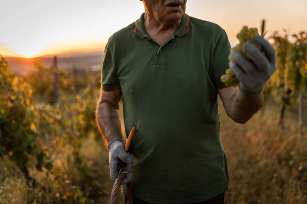 istock Farmer harvesting grape in vineyard 1177299853