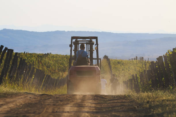 istock Man driving forklift on dirt road among vineyards 1177299923