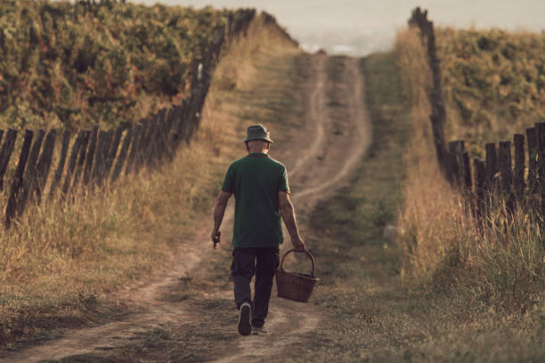 istock Old man with basket walking among vineyards 1177299969