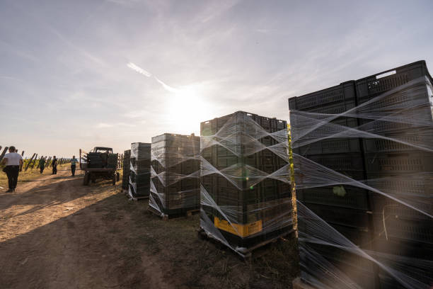 Pallets of grape ready to transport