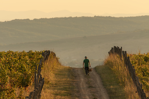 Old man with basket walking among vineyards