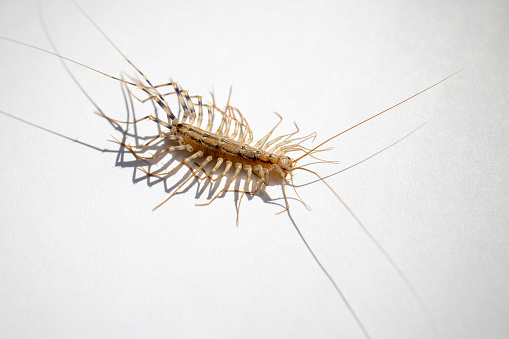 scary insect centipede indoors. insect cleaning and disinfection.