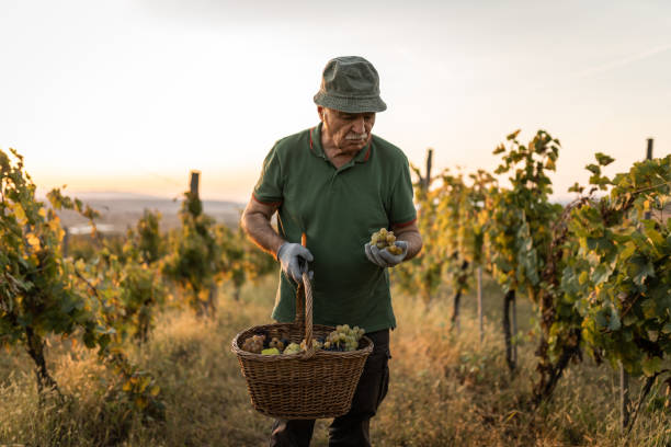 istock Farmer harvesting grape in vineyard 1177300874