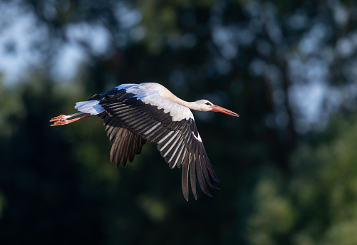 Flying white stork