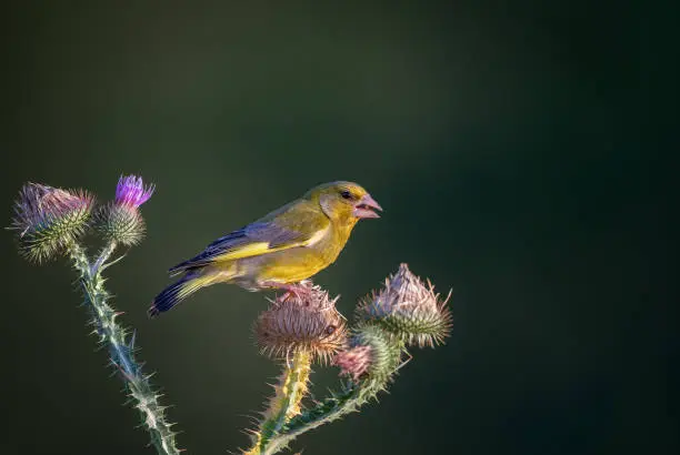 Male european greenfinch perching on a common thistle to eat the seeds of the plant.