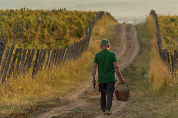 istock Old man with basket walking among vineyards 1177301758