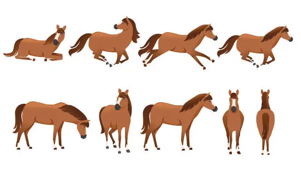 Vector illustration of Set of brown horse wild or domestic animal cartoon design flat vector illustration isolated on white background