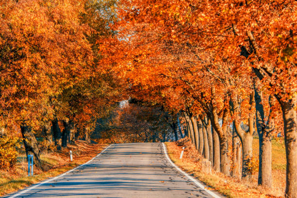 istock fall colored trees on alley in autumn 1177305099