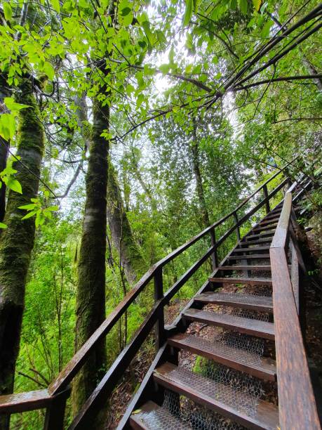 istock Stairs in Huilo Huilo nature reserve 1177305104