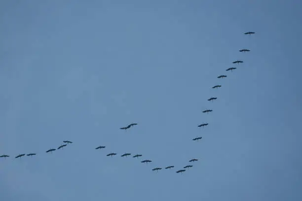 a large number of wild geese fly in formation towards the south