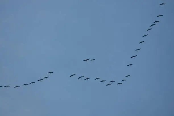 a large number of wild geese fly in formation towards the south