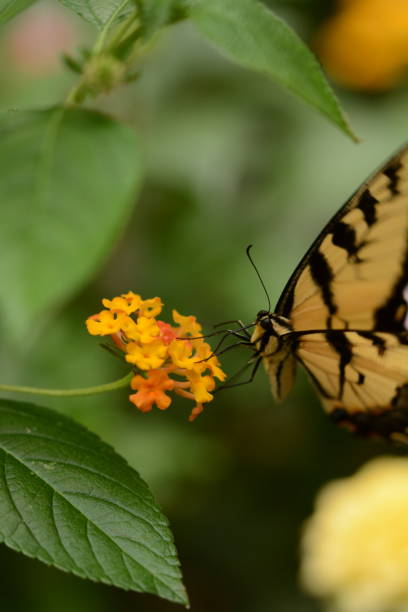 istock Butterflies and Bees 1177305181