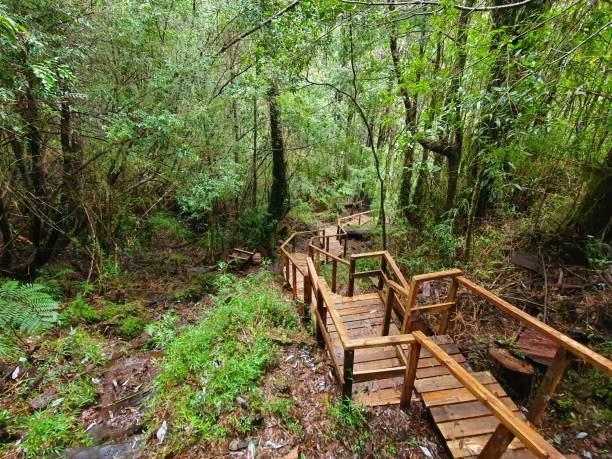 Stairs in Alerce Andino National Park Stairs in Alerce Andino National Park, southern Chile national wildlife reserve stock pictures, royalty-free photos & images