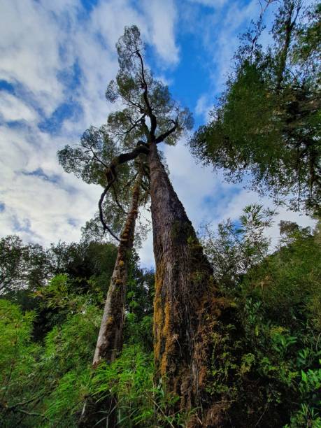 istock Alerce Andino National Park 1177305490