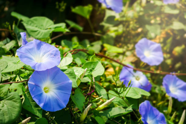 Blue morning glory flower blooming  in the early morning, beautiful climbing plant in the garden. Blue morning glory flower blooming  in the early morning, beautiful climbing plant in the garden. morning glory photos stock pictures, royalty-free photos & images