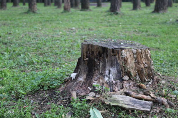 istock stump of a tree in the Park in the summer 1177306515