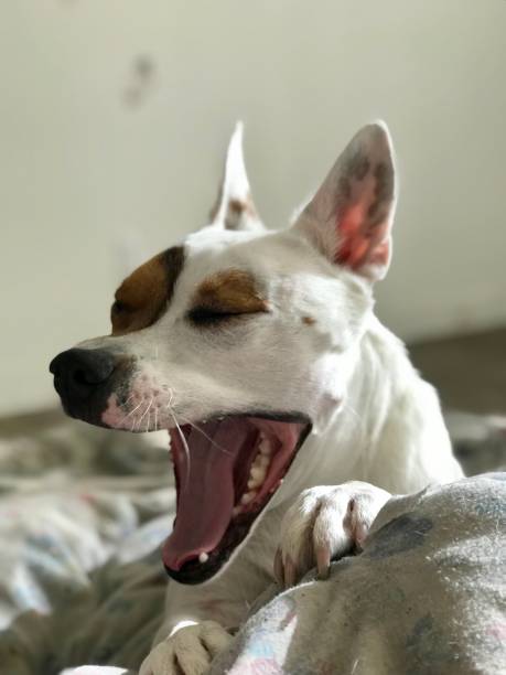 istock Puppy yawns are cute 1177306676