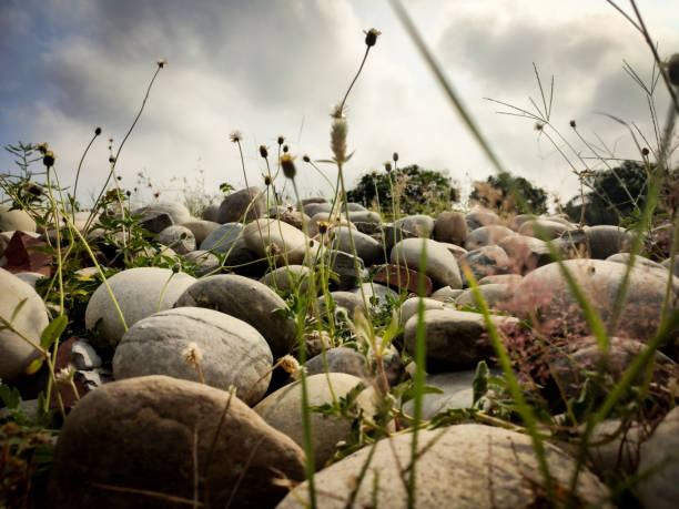 These different types of stones are bound to catch everyone's attention. These plants add an element of depth in the image which makes it a mesmerising picture.