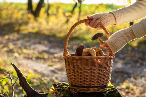 сбор белых грибов в лесу. - edible mushroom mushroom fungus porcini mushroom сто�ковые фото и изображения