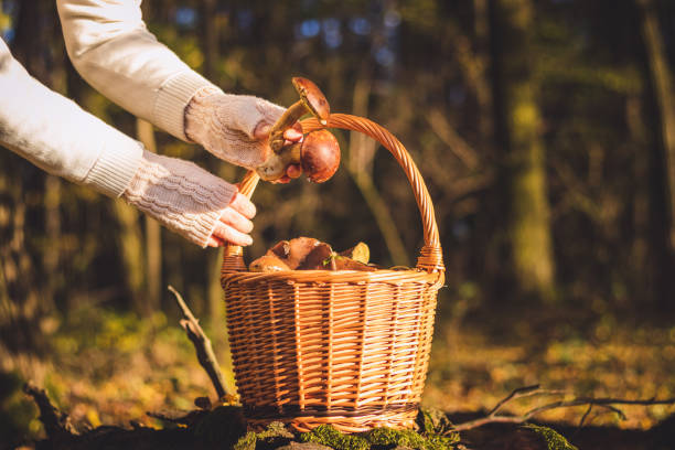 istock Picking porcini mushroom in forest. 1177308942