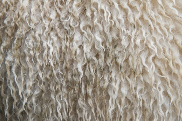 Sheeps skin fur background