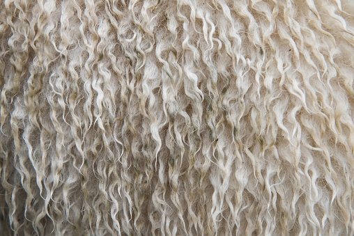 Sheeps curly fur close up texture background