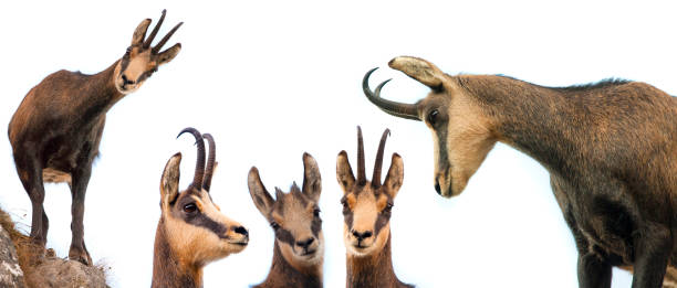 istock set of wild chamois goat isolated on white background 1177309022