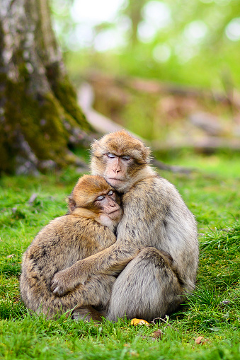 Dos monos Barbary-macaco - madre e hijo - sentados juntos y acurrucados en un parche de hierba photo