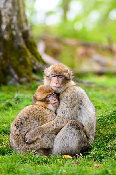 Two Barbary-macaque monkeys - mother and child - sitting together and cuddling on a patch of grass stock photo