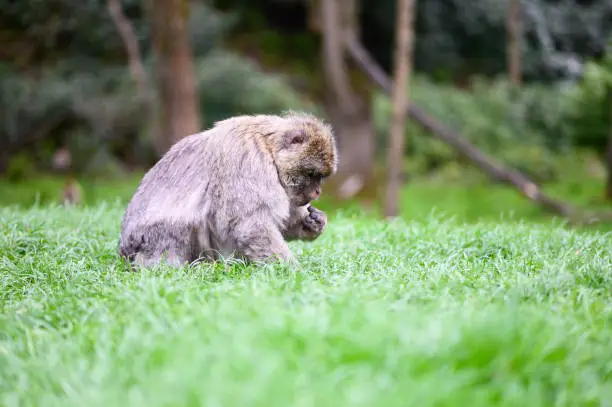 A Barbary-macaque monkey looking for food in a clear patch of land. The monkey is sitting on the grass using his hand to search for insects