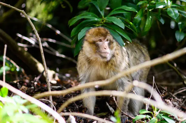 A Barbary-macaque monkey can be seen walking through thick undergrowth in a forest