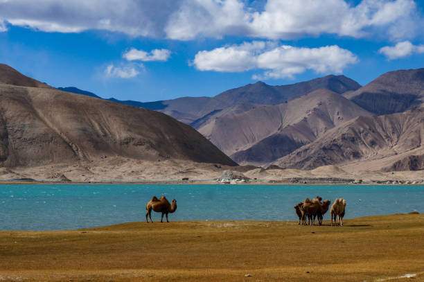 istock Bactrian camels in front of lake and mountains 1177310129