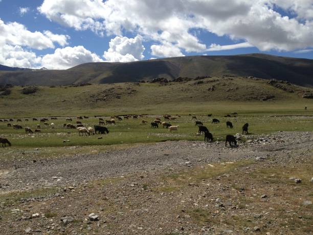 istock The Big Expanse of Mongolia 1177312166