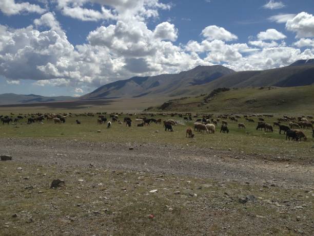 istock The Big Expanse of Mongolia 1177312195