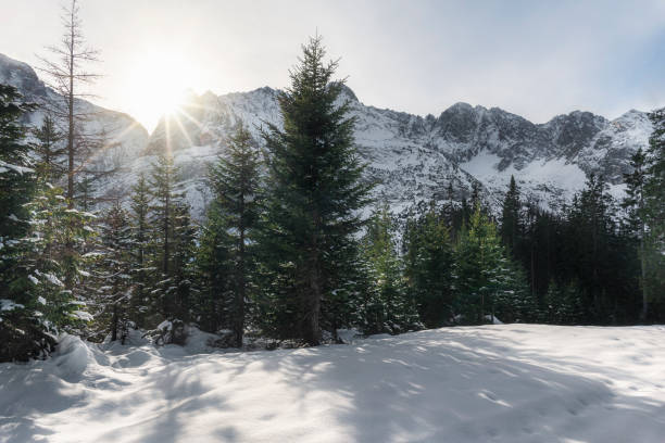 istock Snowy Alps mountain peaks and fir forest. Winter scene 1177313657