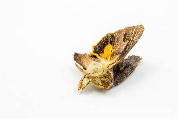 A dead moth insect on a white background macro close up A dead moth insect on a white background macro close up image mothman stock pictures, royalty-free photos & images