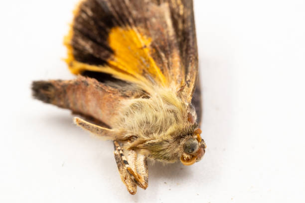 A dead moth insect on a white background macro close up A dead moth insect on a white background macro close up image mothman stock pictures, royalty-free photos & images