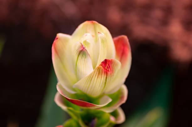 White ginger flower. Macro close up. Soft background.
