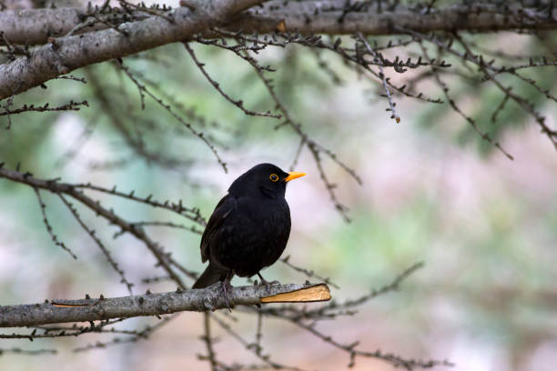 istock Common Blackbird. Turdus merula. Forest nature background. 1177317150