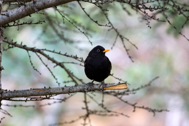 istock Common Blackbird. Turdus merula. Forest nature background. 1177317846