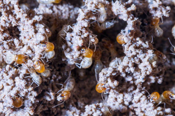 istock termites damage home, macro close up termites in anthill 1177318085