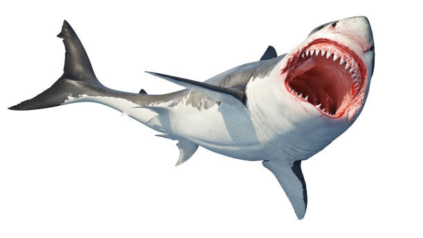 istock White shark marine predator big open mouth 1177318784