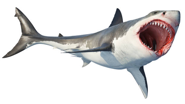 istock White shark marine predator big open mouth 1177318789