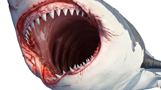istock White shark marine predator, close view 1177318823