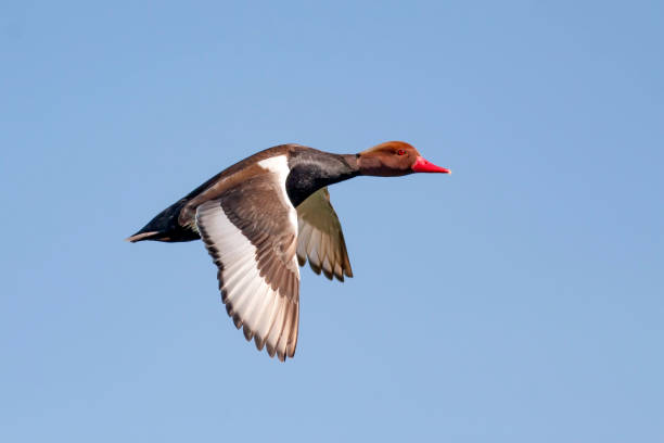 Flying ducks. Blue sunset sky background. Birds: Red crested Pochard. Red crested Pochard netta rufina stock pictures, royalty-free photos & images