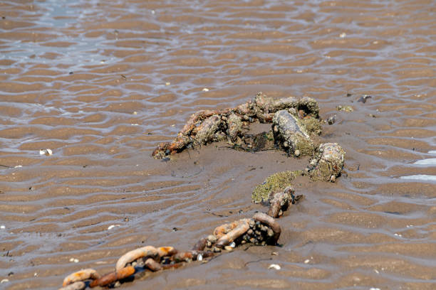 istock Snails, limpets and barnacles attached to abandoned rusty chain 1177319797