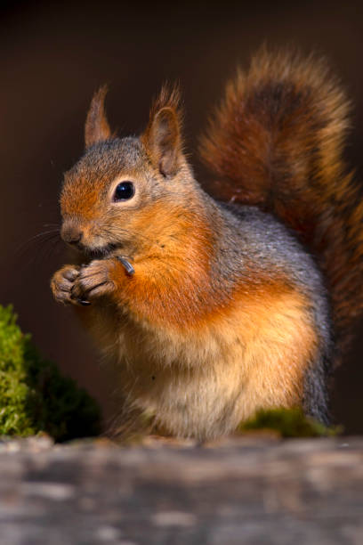 istock Cute squirrel. Dark brown nature background. 1177320125