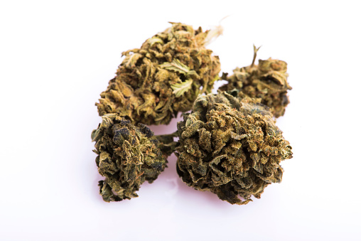 Dry marijuana bud on white background