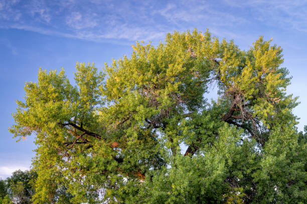 初秋の巨大な綿木 - tree tall poplar tree bark ストックフォトと画像